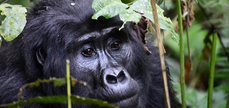 angolan-colobus