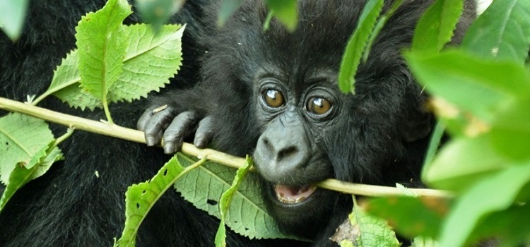 angolan-colobus