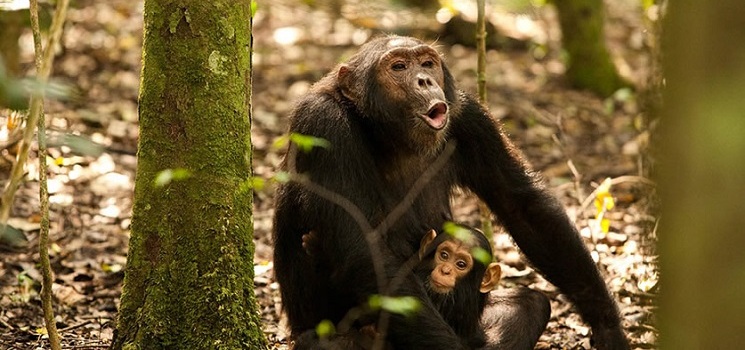 angolan-colobus