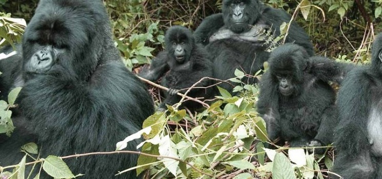 angolan-colobus