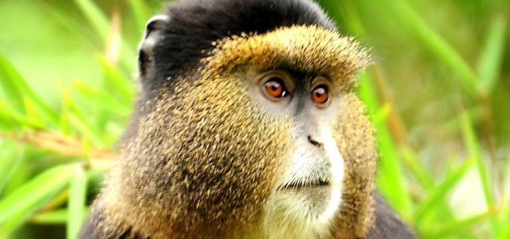 angolan-colobus