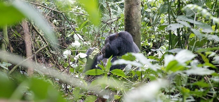 angolan-colobus